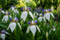 Walking Iris Plant - White Blue Fragrant Blooms - Neoregalia spp. - Shade Garden Bog Perennial
