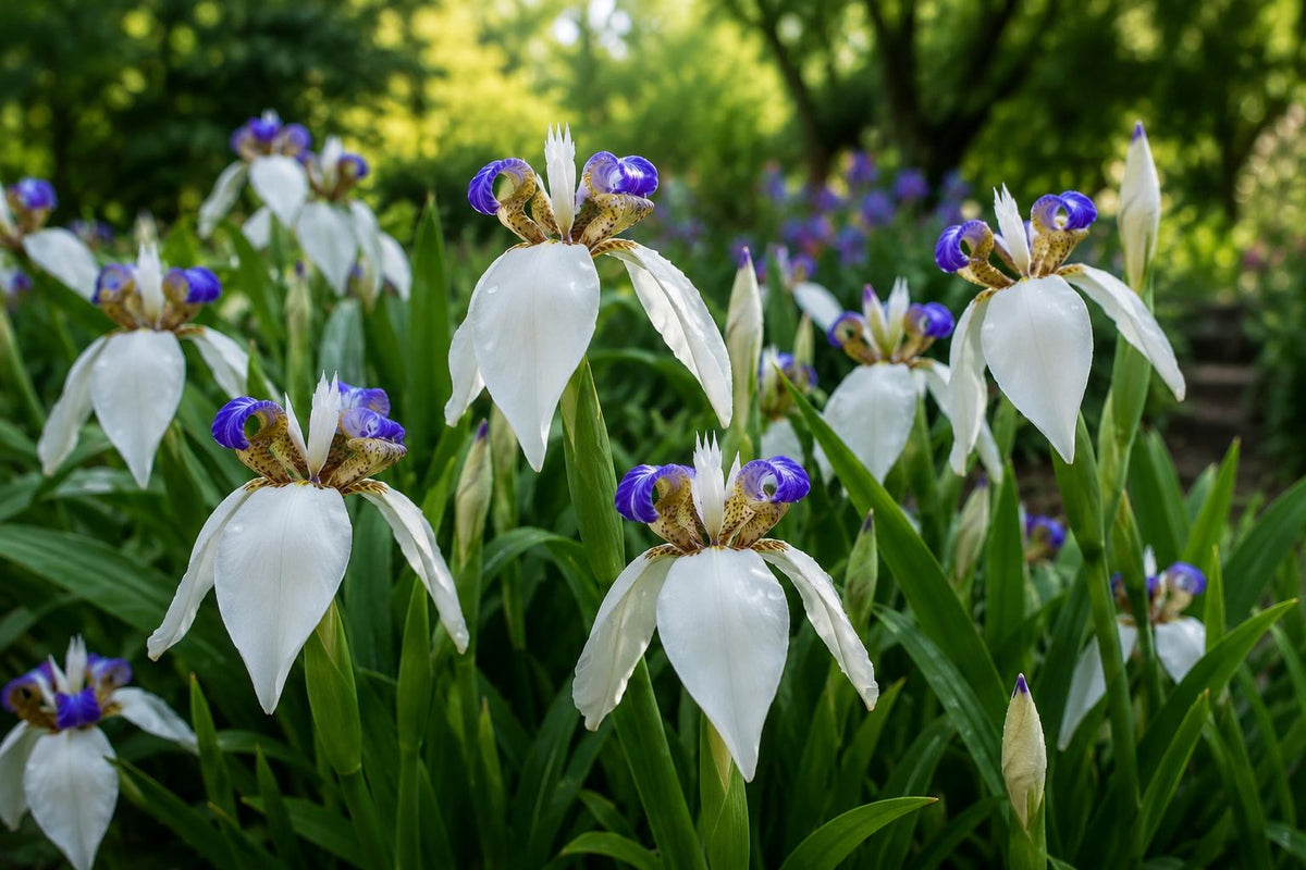 Walking Iris Plant - White Blue Fragrant Blooms - Neoregalia spp. - Shade Garden Bog Perennial