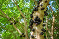 Live Jaboticaba Fruit Tree in 4" Pot | Brazilian Grape, Plinia cauliflora, Edible Fruit, Ornamental Foliage