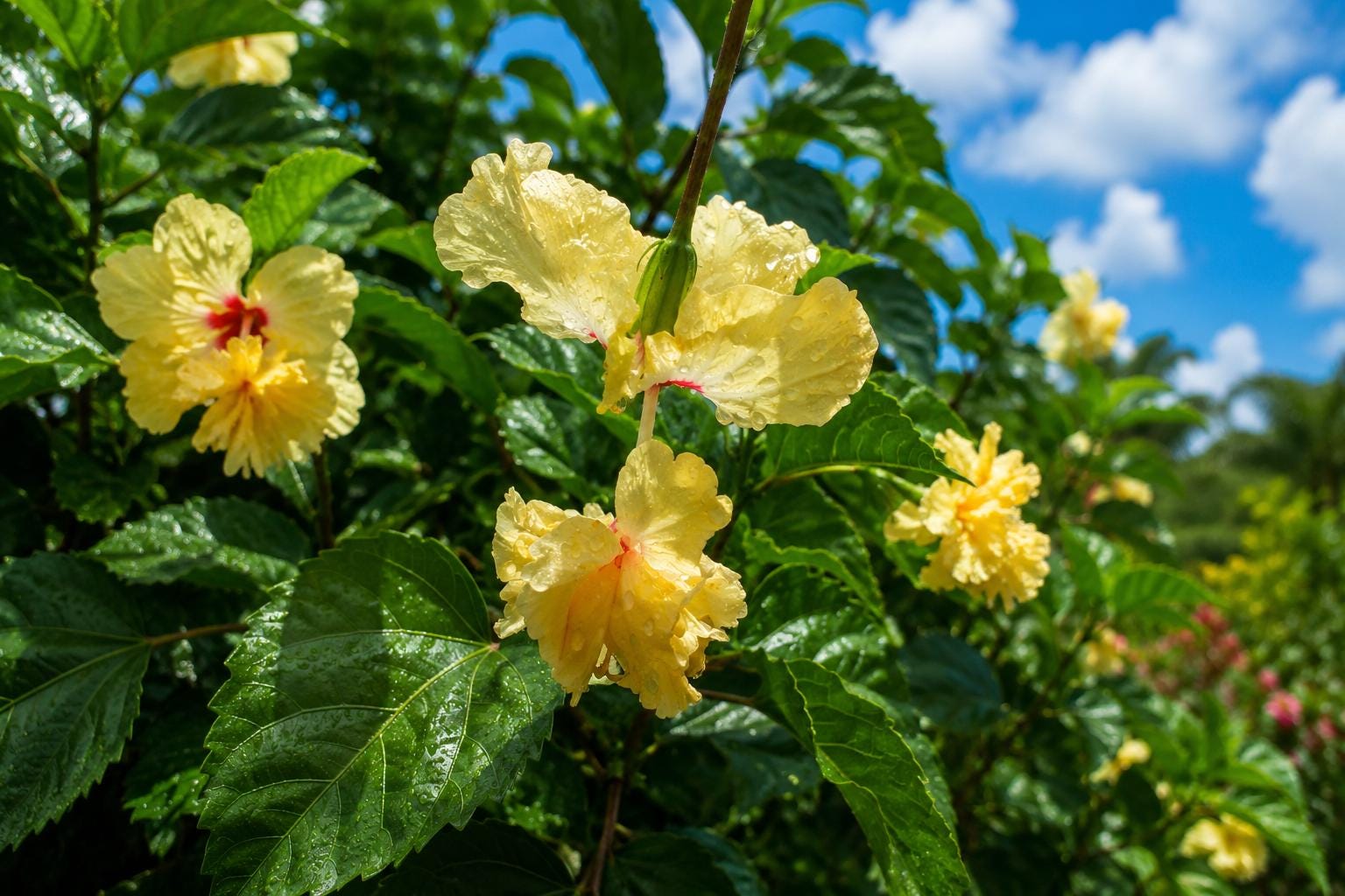 Yellow Apricot Lion Tail Pom Pom Tropical Hibiscus Plant | Rare Color | Hibiscus rosa-sinensis