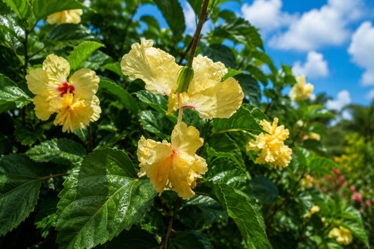 Yellow Apricot Lion Tail Pom Pom Tropical Hibiscus Plant | Rare Color | Hibiscus rosa-sinensis