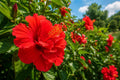 Double Red Tropical Hibiscus Bush Live Plant - Hibiscus rosa-sinensis, Full Sun, Garden or Container, Vibrant Double Red Blooms