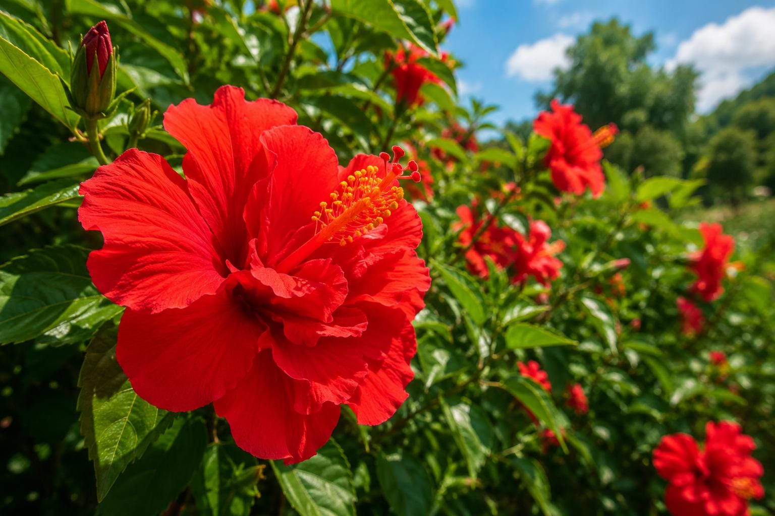 Double Red Tropical Hibiscus Bush Live Plant - Hibiscus rosa-sinensis, Full Sun, Garden or Container, Vibrant Double Red Blooms