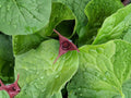 600 Chicory Seeds Cichorium Intybus Heirloom Edible Greens & Roots Pollinator-Friendly