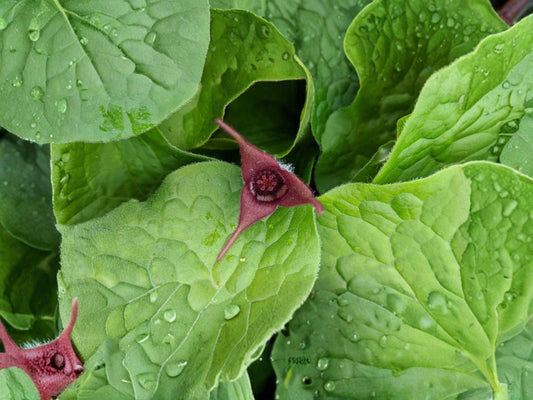 600 Chicory Seeds Cichorium Intybus Heirloom Edible Greens & Roots Pollinator-Friendly