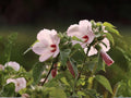 Pineland Hibiscus Seeds, Native Perennial, Yellow Wildflower, Hibiscus aculeatus, Pollinator-Friendly, Drought-Tolerant