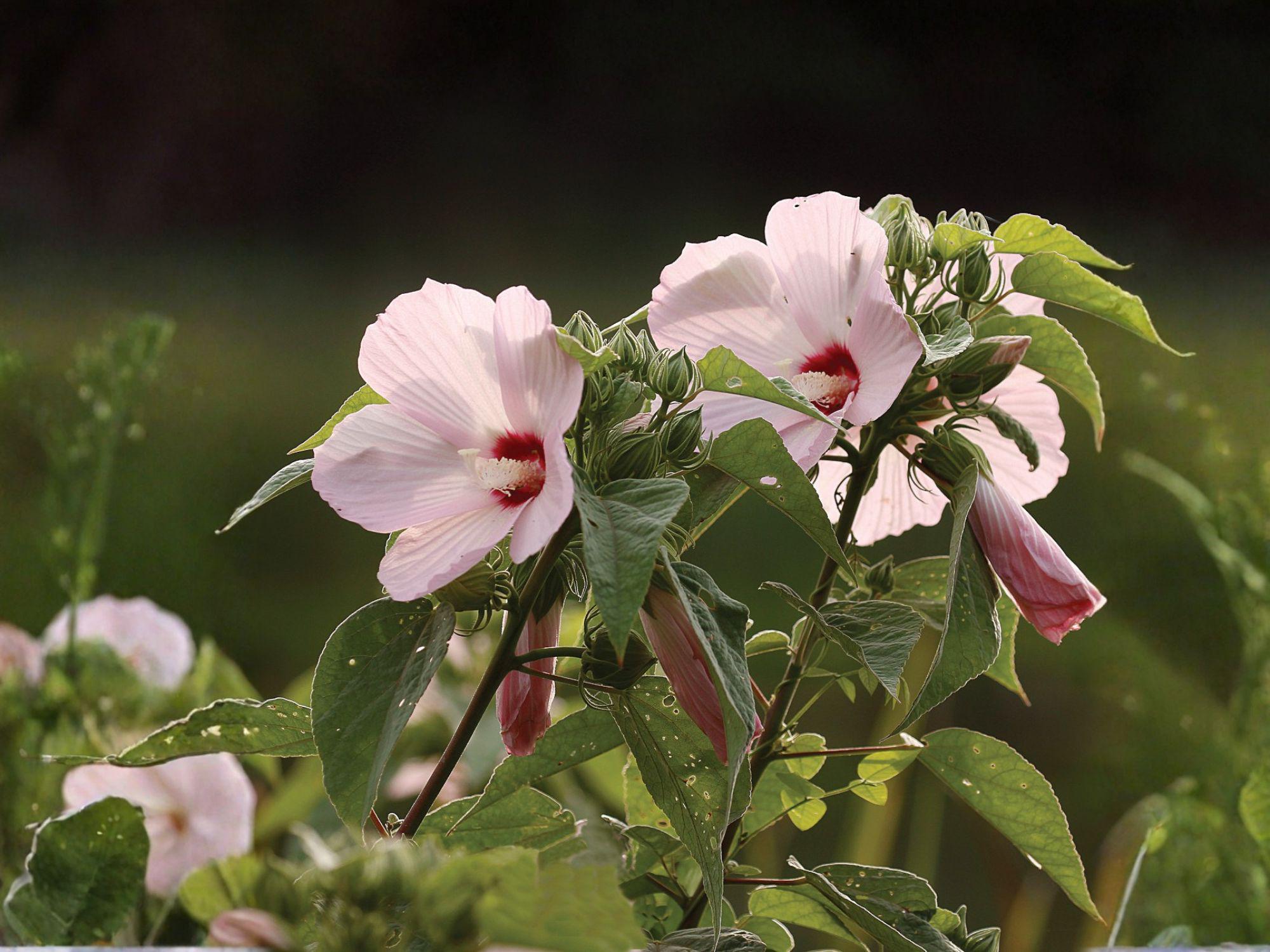 Pineland Hibiscus Seeds, Native Perennial, Yellow Wildflower, Hibiscus aculeatus, Pollinator-Friendly, Drought-Tolerant