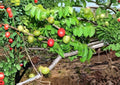 Spanish Plum Live Fruit Tree – 3–4 Feet Tall – Spondias purpurea Tropical Edible Landscape Plant