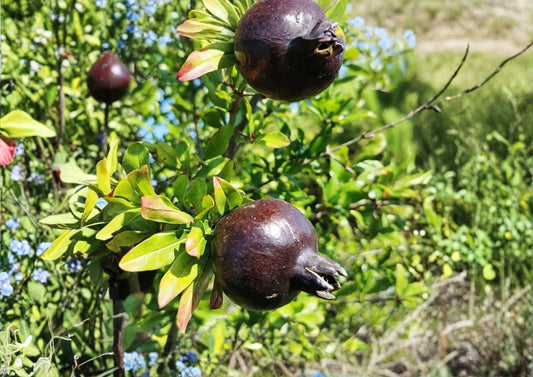 Black Pomegranate Live Fruit Tree – Punica granatum – 10-24 Inches Tall, Edible Landscape, Backyard Orchard, Warm Climate Plant