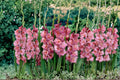 Gladiolus Bulbs – 6 Pack, Flowering Garden Bulbs, Tall Spikes, Mixed Colors, Gladiolus spp.