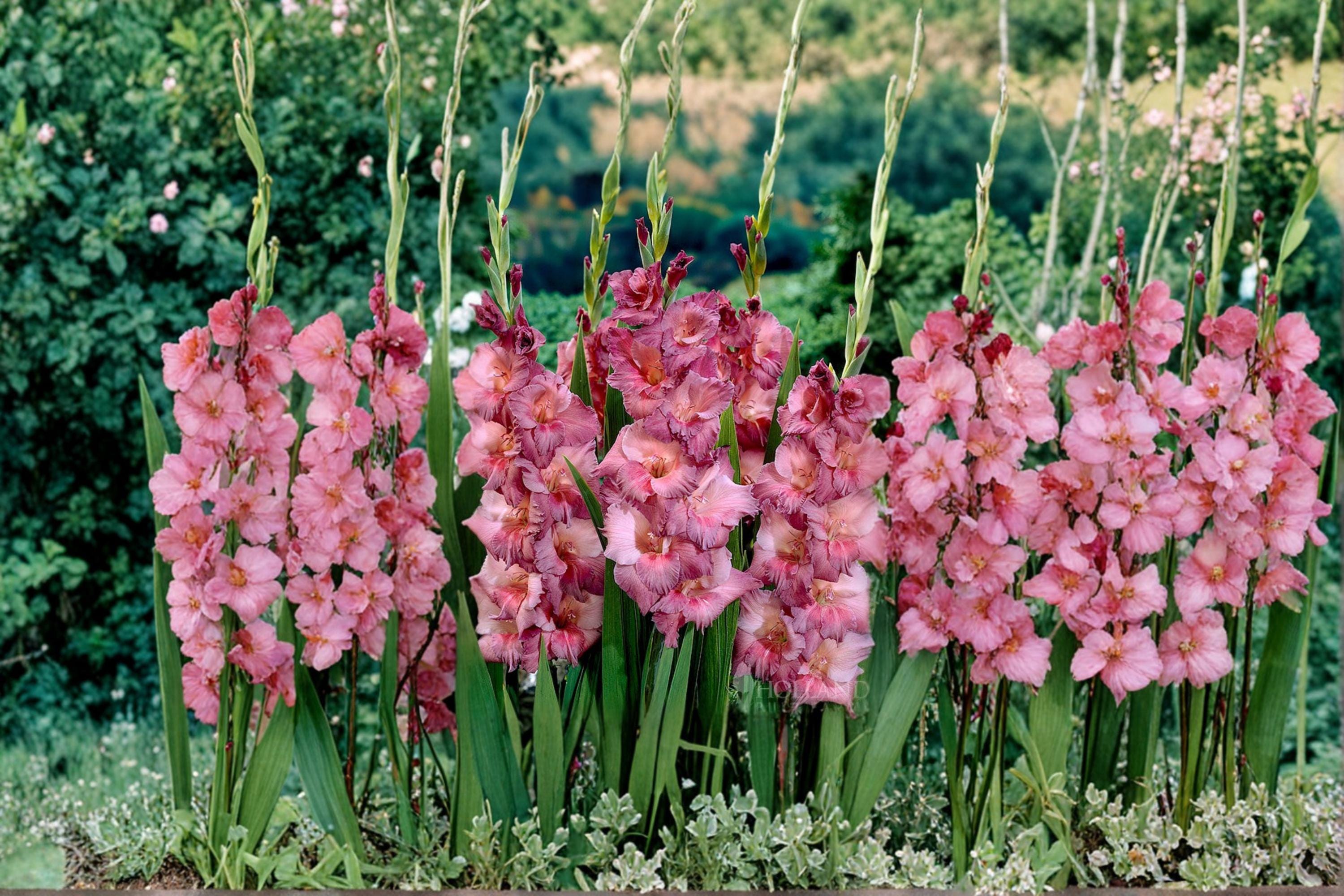 Gladiolus Bulbs – 6 Pack, Flowering Garden Bulbs, Tall Spikes, Mixed Colors, Gladiolus spp.