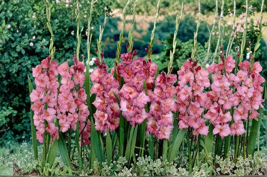 Gladiolus Bulbs – 6 Pack, Flowering Garden Bulbs, Tall Spikes, Mixed Colors, Gladiolus spp.