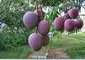 Haden Mango Live Fruit Tree – Mangifera indica – Tropical Edible Tree for Backyard Gardens and Orchards