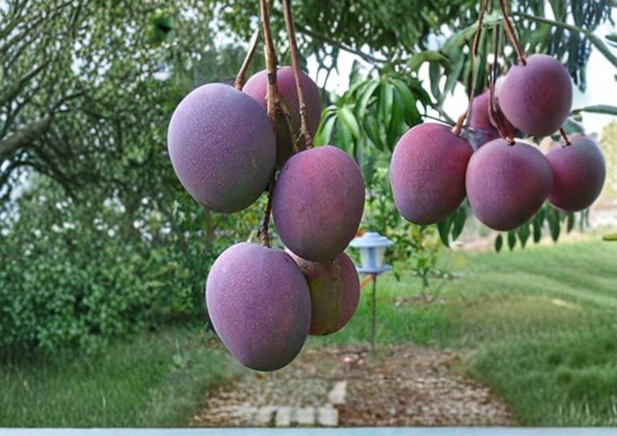 Haden Mango Live Fruit Tree – Mangifera indica – Tropical Edible Tree for Backyard Gardens and Orchards