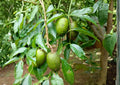 June Plum Live Fruit Tree – 2-3 Feet Tall – Spondias dulcis – Tropical Edible Landscape Tree