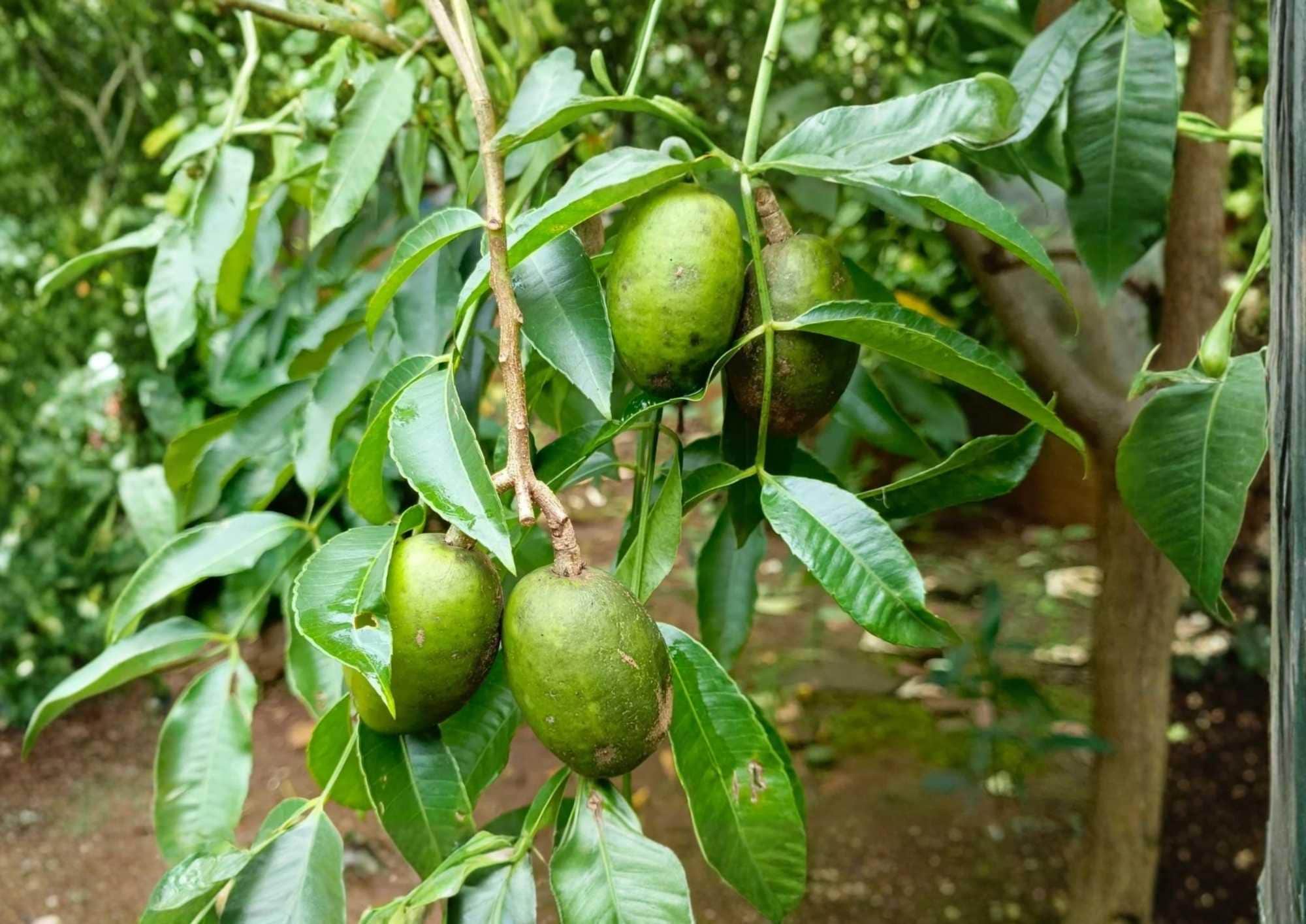 June Plum Live Fruit Tree – 2-3 Feet Tall – Spondias dulcis – Tropical Edible Landscape Tree