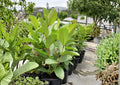 Mexican Guava Live Fruit Tree – Psidium guajava – 1-2 Feet Tall, Tropical Edible Landscape, Evergreen Fruit Tree