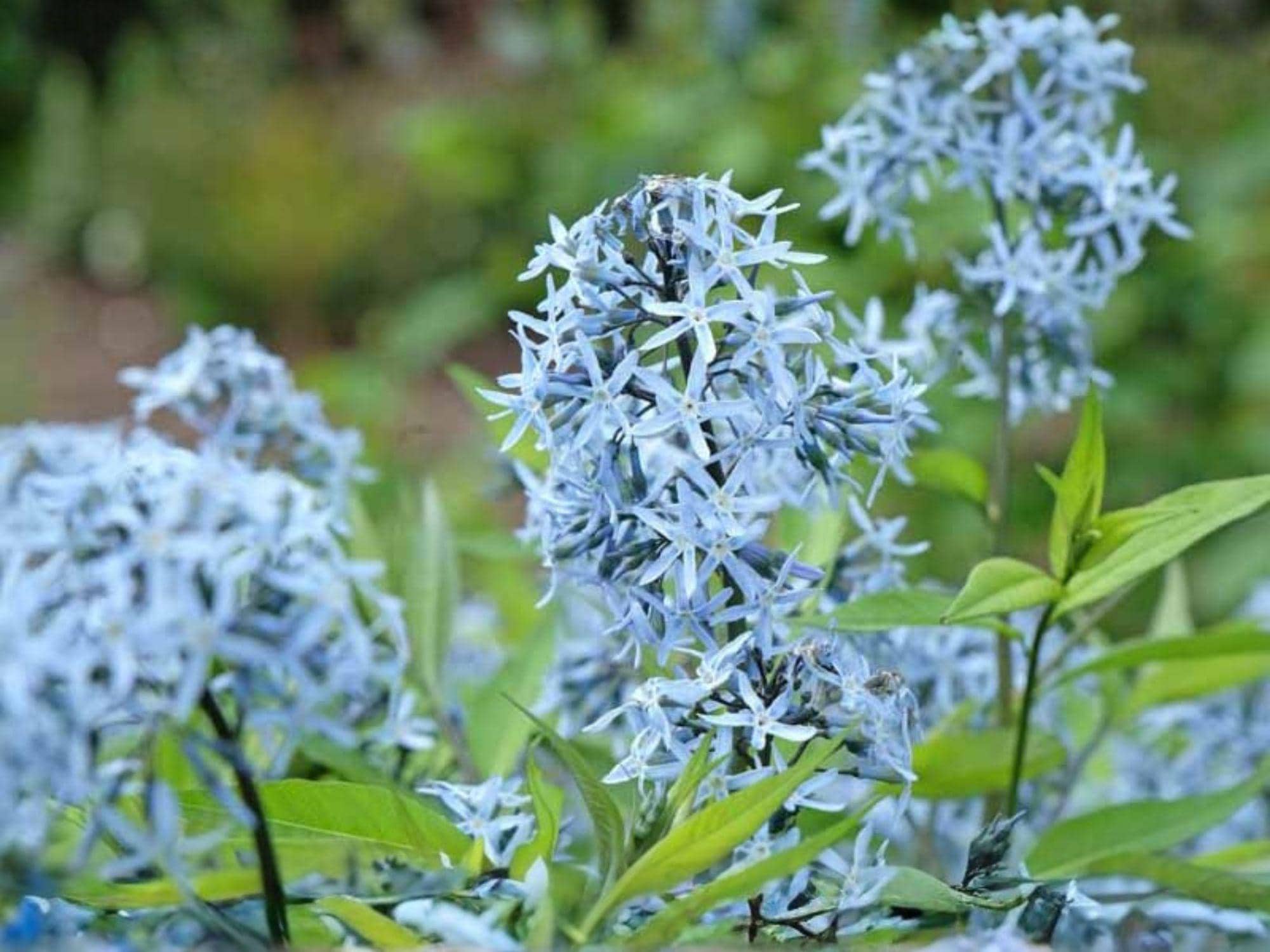 Eastern Bluestar Seeds - Amsonia tabernaemontana Native Perennial Flower for Pollinator Gardens, Cottage Gardens, Spring Blooms