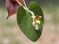Wooly Dutchmans Pipevine Seeds - Aristolochia tomentosa Native Climbing Vine for Butterfly & Pollinator Gardens