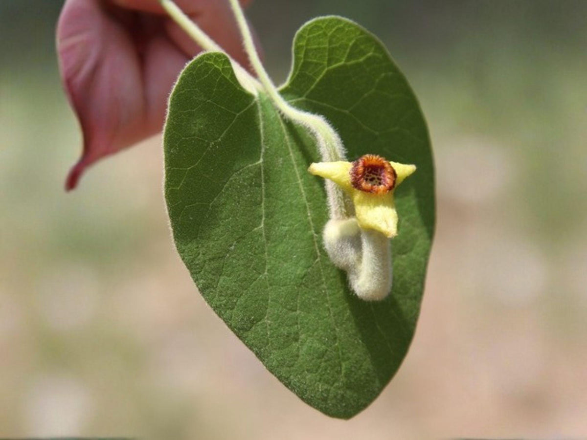 Wooly Dutchmans Pipevine Seeds - Aristolochia tomentosa Native Climbing Vine for Butterfly & Pollinator Gardens
