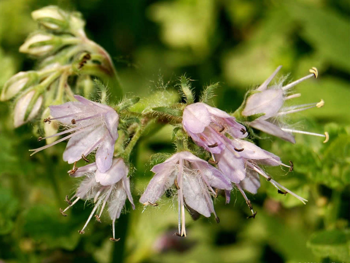 Virginia Waterleaf Seeds - Native Woodland Wildflower for Shade Gardens, Pollinator Support, Hydrophyllum virginianum, 10 Pack