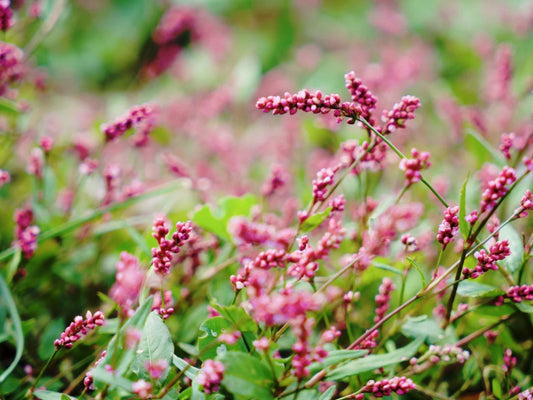 Pinkweed Seeds - Native Wildflower for Pollinator Gardens & Naturalized Plantings - Persicaria pensylvanica