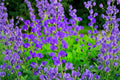 Blue Planet Flossflower Seeds – Ageratum houstonianum, Blue Flowers, Annual Flowering Plant, Garden Bed & Border Seeds