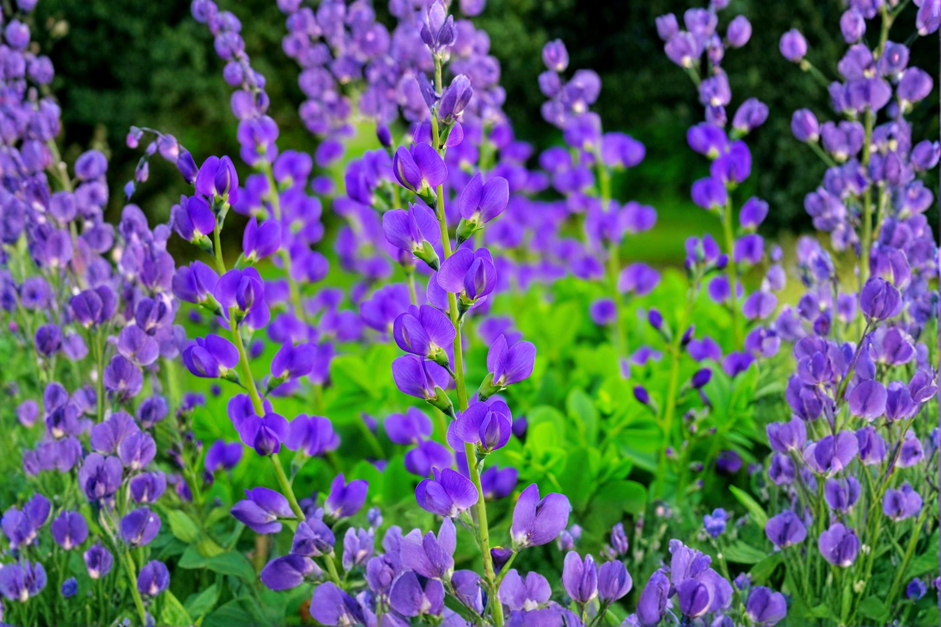 Blue Planet Flossflower Seeds – Ageratum houstonianum, Blue Flowers, Annual Flowering Plant, Garden Bed & Border Seeds