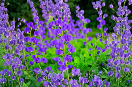 Blue Planet Flossflower Seeds – Ageratum houstonianum, Blue Flowers, Annual Flowering Plant, Garden Bed & Border Seeds