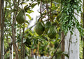 Semil 34 Avocado Live Fruit Tree – Persea americana – 12-24 Inches Tall, Evergreen, Edible Landscape, Backyard Orchard Plant