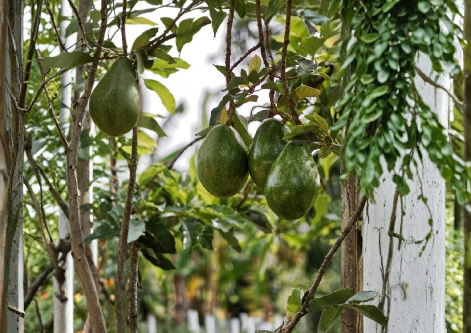 Semil 34 Avocado Live Fruit Tree – Persea americana – 12-24 Inches Tall, Evergreen, Edible Landscape, Backyard Orchard Plant