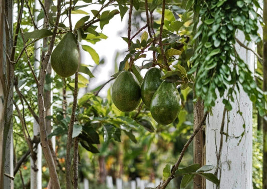 Semil 34 Avocado Live Fruit Tree – Persea americana – 12-24 Inches Tall, Evergreen, Edible Landscape, Backyard Orchard Plant