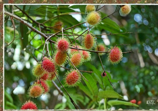 Grafted Rambutan Tree 2–3 Feet Tall – Nephelium lappaceum – Tropical Fruit Tree for Backyard Orchard & Edible Landscape