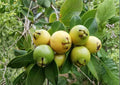 Yellow Strawberry Guava Live Fruit Tree – Psidium littorale var. lucidum – Tropical Edible Landscape Plant