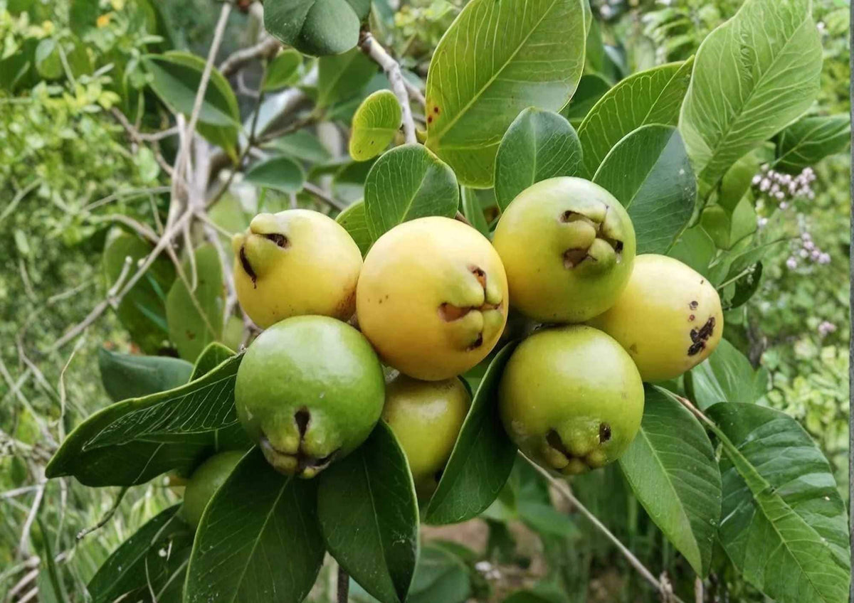 Yellow Strawberry Guava Live Fruit Tree – Psidium littorale var. lucidum – Tropical Edible Landscape Plant