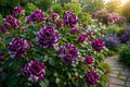 20pcs Scented Jewel Purple & White Rose Seeds, Floribunda Rosa spp., Fragrant Garden Flowers, Easy to Grow