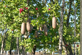Sausage Tree Seeds – Kigelia africana – Tropical Ornamental Tree for Garden & Landscape Planting