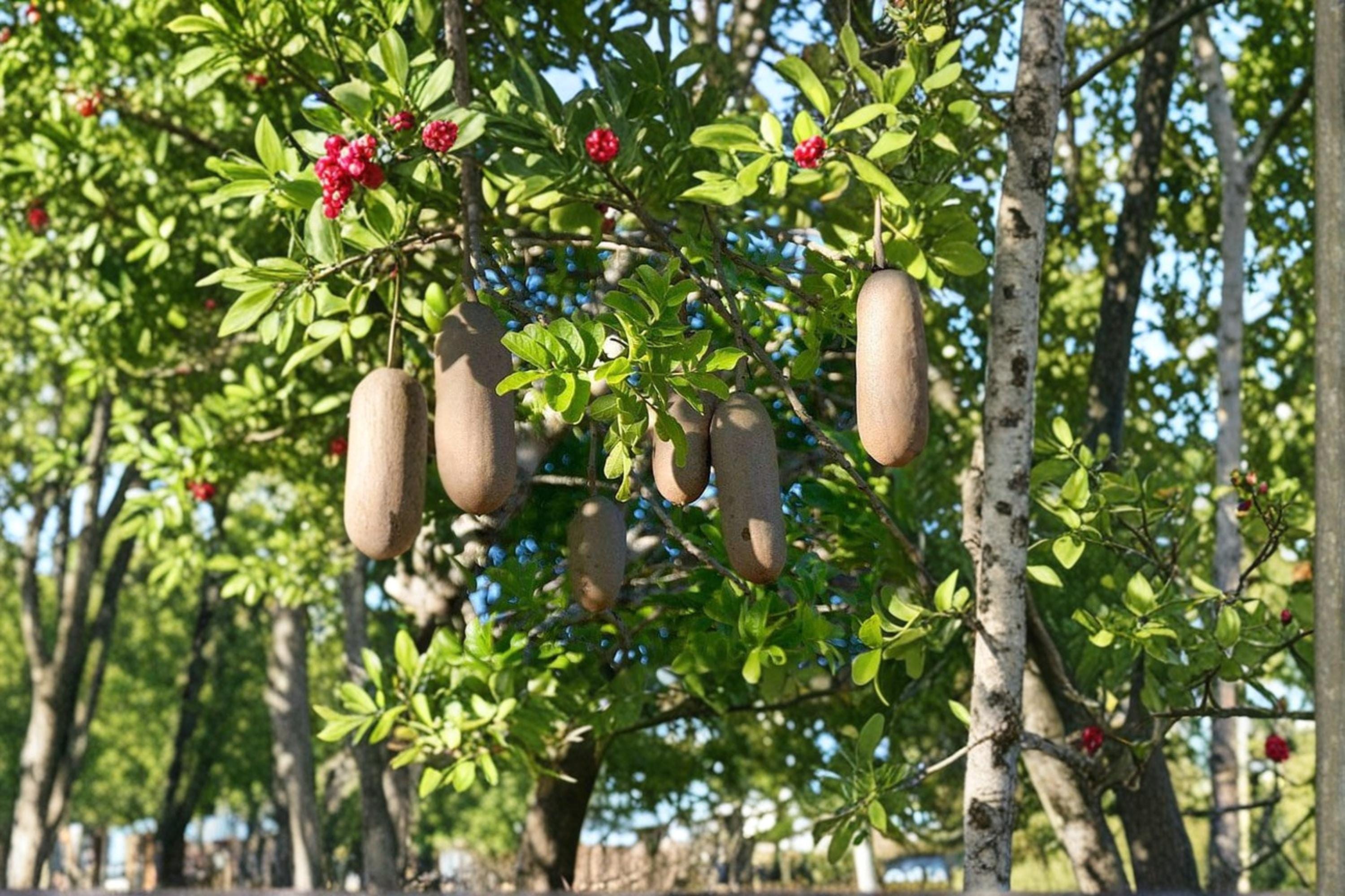 Sausage Tree Seeds – Kigelia africana – Tropical Ornamental Tree for Garden & Landscape Planting