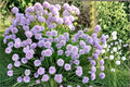 Wild Chives Seeds – 200 Allium schoenoprasum Herb Seeds for Garden or Container Planting