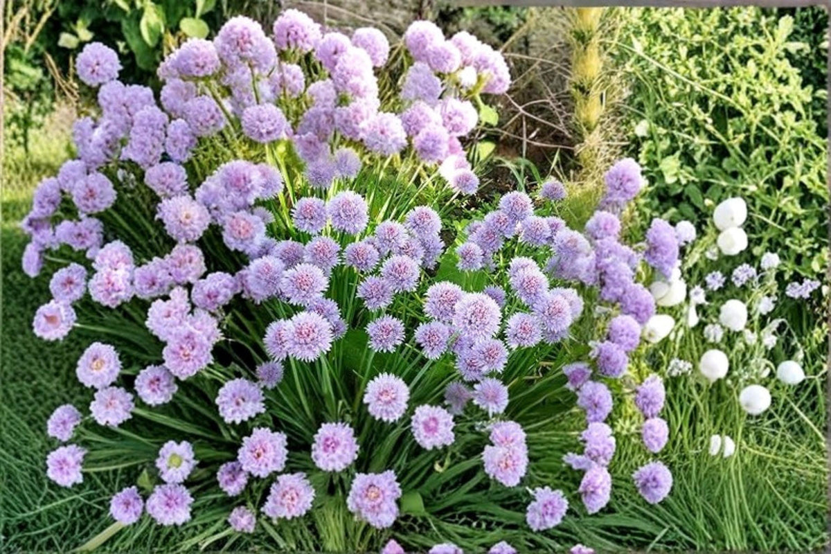 Wild Chives Seeds – 200 Allium schoenoprasum Herb Seeds for Garden or Container Planting