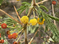 Acacia Nilotica Seeds for Planting | Vachellia nilotica Gum Arabic Tree | Drought-Tolerant Ornamental Tree for Xeriscape & Bonsai