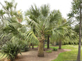 Sabal Palmetto Seeds for Planting | Cabbage Palm Tree | Hardy Tropical Palmetto | Coastal Garden Landscape Seeds