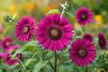 Purple Sunflower Seeds - 50pcs Non-GMO Heirloom Helianthus annuus for Garden, Cut Flowers, Pollinator Attractant