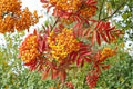 Mountain Ash Seeds – Sorbus aucuparia – Deciduous Tree with White Flowers & Red Berries – 50 Seeds