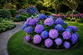 25pcs Hydrangea macrophylla Seeds - Blue Pink Purple Perennial Flowers for Garden Borders & Containers
