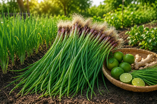 1000 Green Onion Seeds - Allium fistulosum Bunching Scallion for Kitchen Herb Garden - Fast-Germinating, Non-GMO, Indoor & Outdoor Cultivation