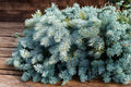 Blue Spruce Seeds – Picea pungens – Evergreen Conifer Tree for Landscaping & Garden Planting