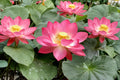 Multicolor Lotus Seeds – Nelumbo nucifera – Aquatic Water Garden Plant – Pond and Container Water Plant