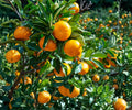 Live Satsuma Mandarin Seedling – Cold Hardy Citrus Fruit Tree Bare Root, Juicy, Easy-Peel, Sweet, Evergreen, USDA Zones 8-11