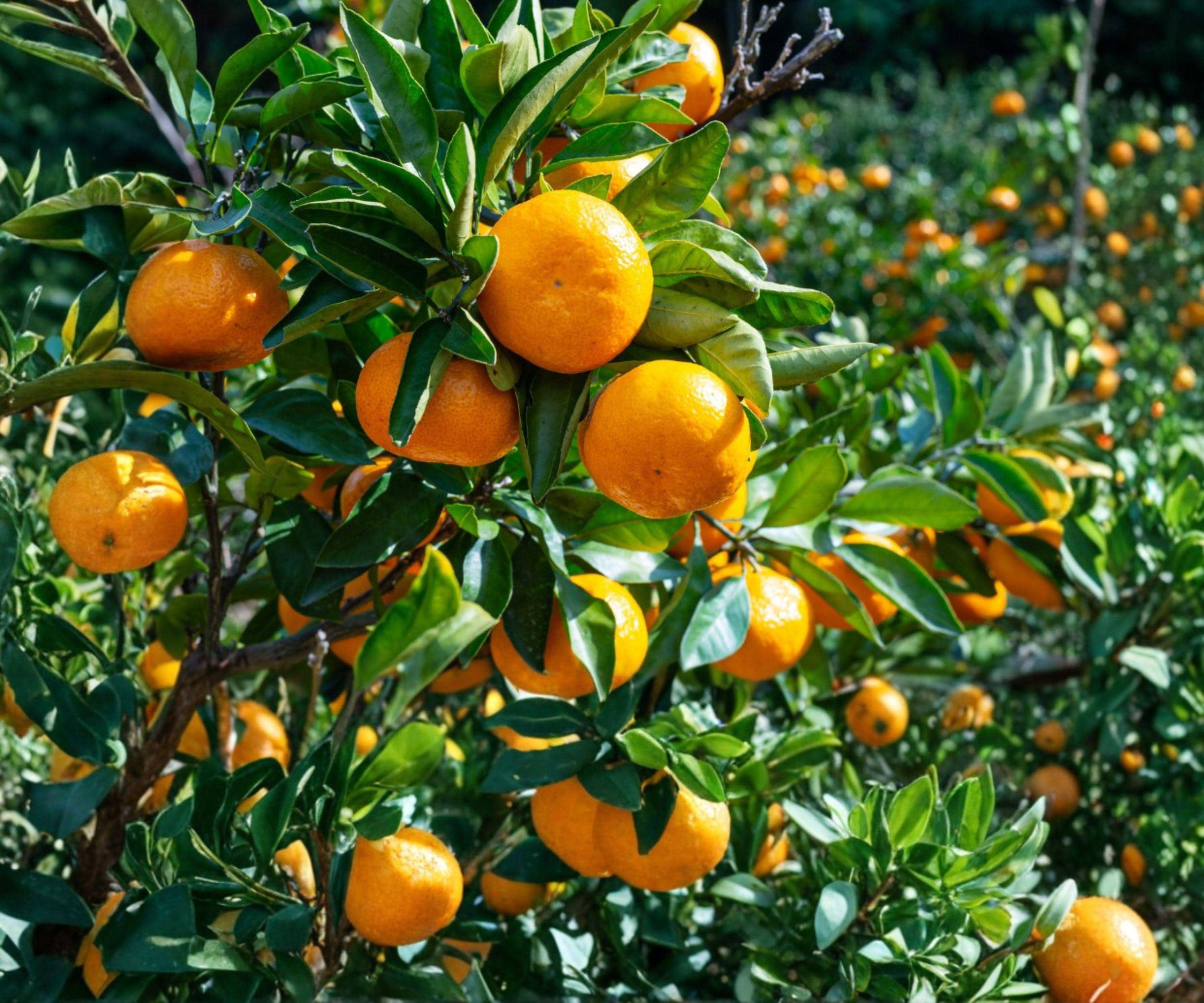 Live Satsuma Mandarin Seedling – Cold Hardy Citrus Fruit Tree Bare Root, Juicy, Easy-Peel, Sweet, Evergreen, USDA Zones 8-11